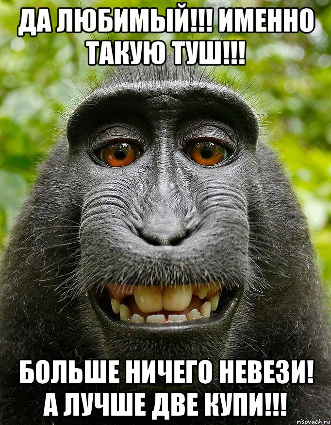 да любимый!!! именно такую туш!!! больше ничего невези! а лучше две купи!!!, Мем  Довольная обезьяна