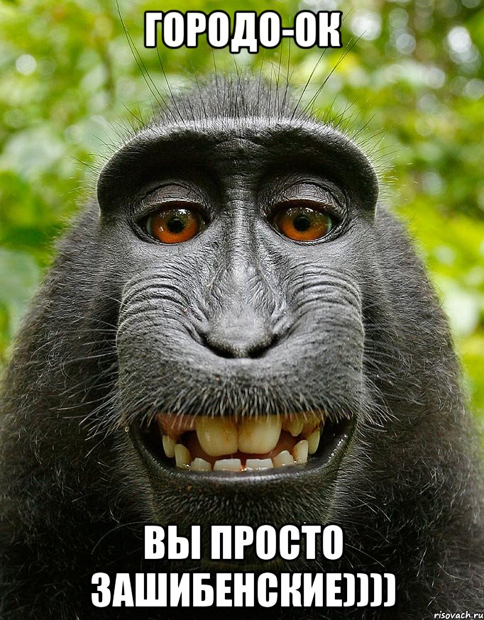 городо-ок вы просто зашибенские)))), Мем  Довольная обезьяна