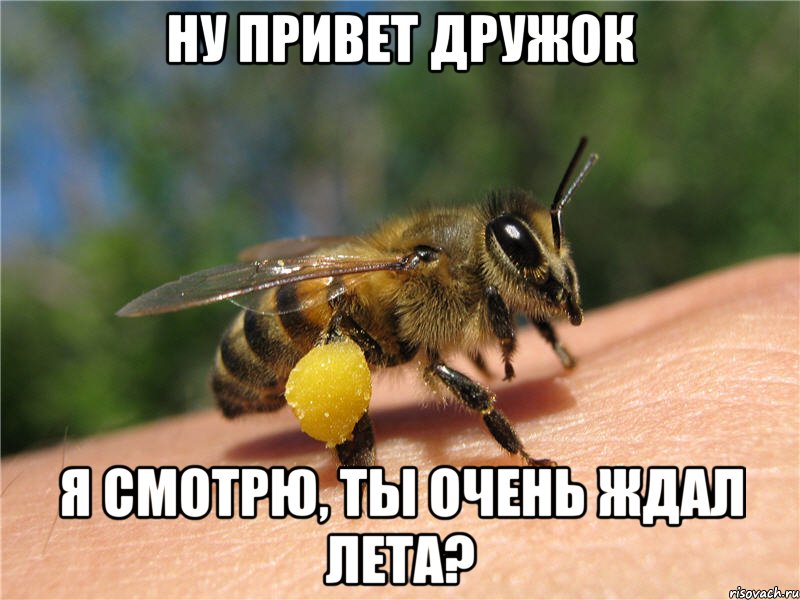 ну привет дружок я смотрю, ты очень ждал лета?, Мем fdhg