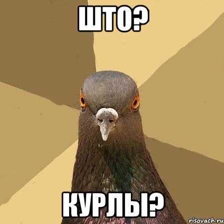 што? курлы?