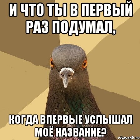 и что ты в первый раз подумал, когда впервые услышал моё название?, Мем голубь