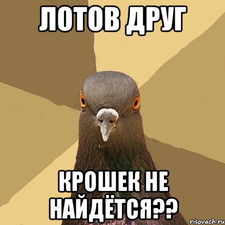 лотов друг крошек не найдётся??, Мем голубь