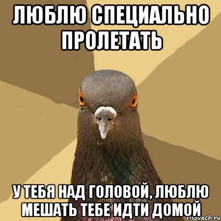 люблю специально пролетать у тебя над головой, люблю мешать тебе идти домой