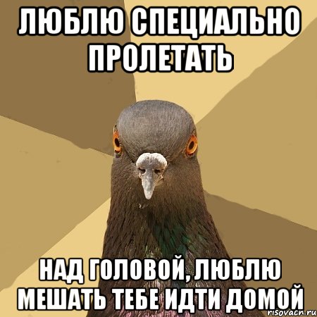 люблю специально пролетать над головой, люблю мешать тебе идти домой