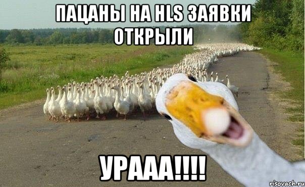 пацаны на hls заявки открыли урааа!!!, Мем гуси