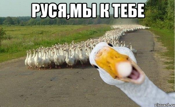 руся,мы к тебе , Мем гуси