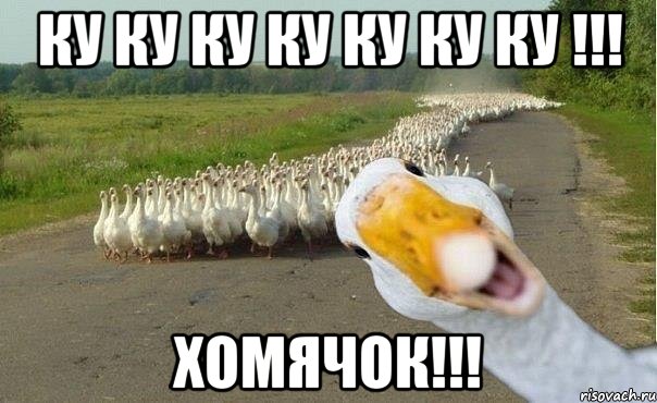 ку ку ку ку ку ку ку !!! хомячок!!!, Мем гуси