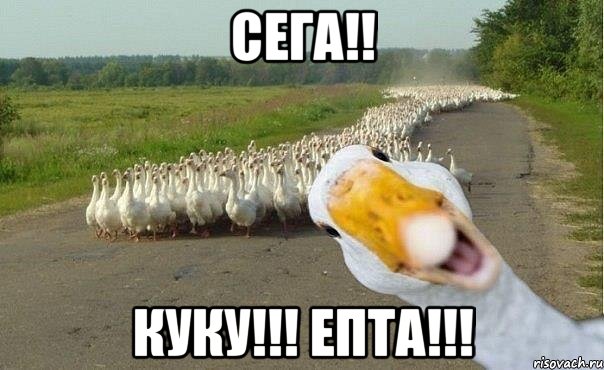 сега!! куку!!! епта!!!, Мем гуси