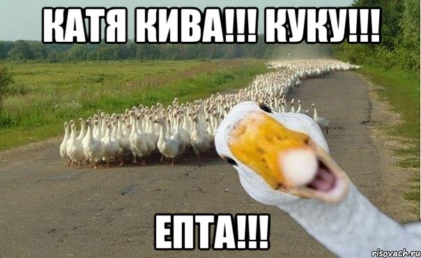 катя кива!!! куку!!! епта!!!, Мем гуси