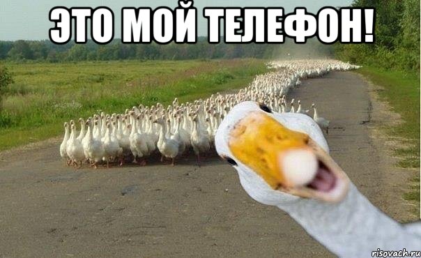 это мой телефон! , Мем гуси