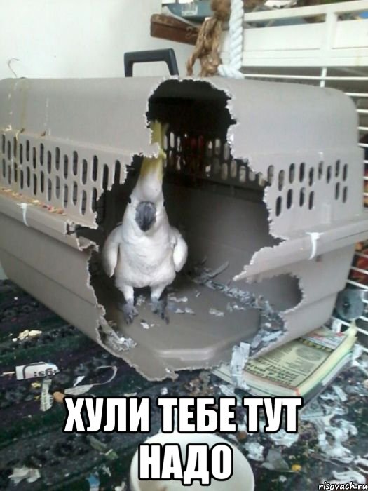  хули тебе тут надо, Мем Хули тебе тут надо
