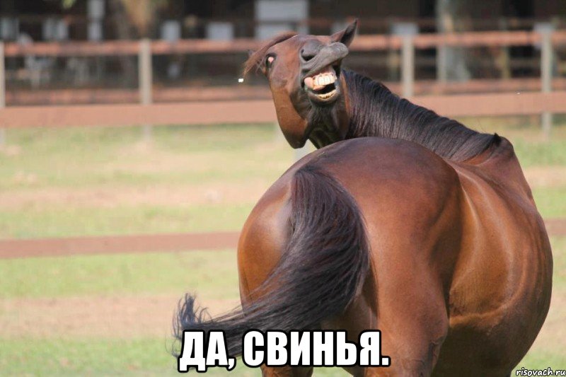  да, свинья., Мем катька свинья