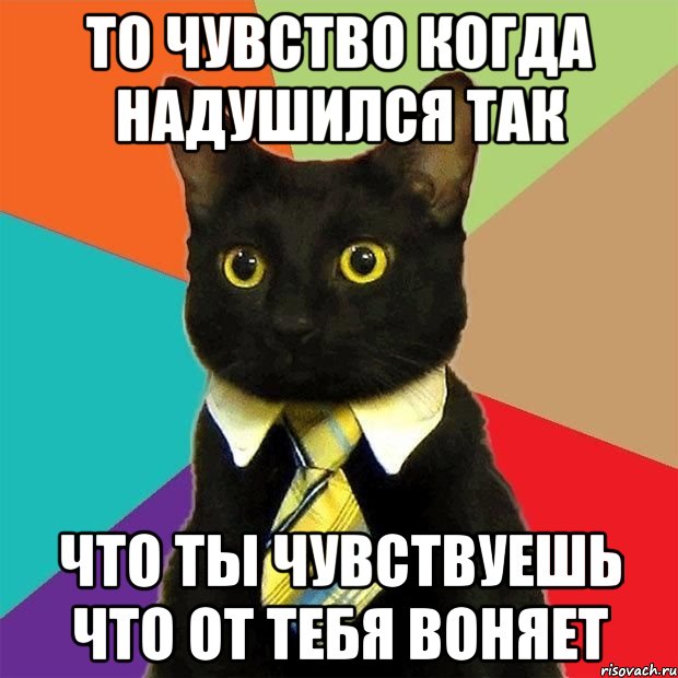 то чувство когда надушился так что ты чувствуешь что от тебя воняет, Мем  Кошечка