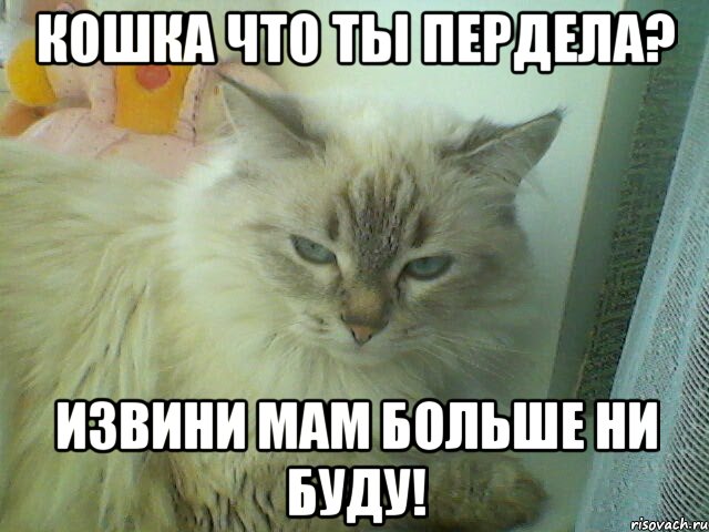 кошка что ты пердела? извини мам больше ни буду!, Мем кошка перданула