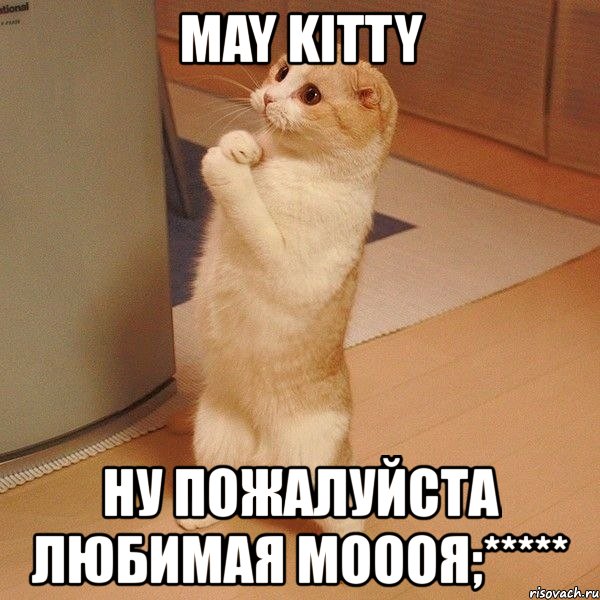 may kitty ну пожалуйста любимая моооя;*****, Мем  котэ молится