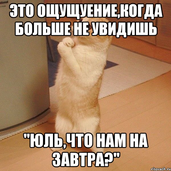 это ощущуение,когда больше не увидишь "юль,что нам на завтра?", Мем  котэ молится