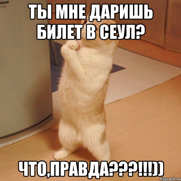 ты мне даришь билет в сеул? что,правда???!!!)), Мем  котэ молится