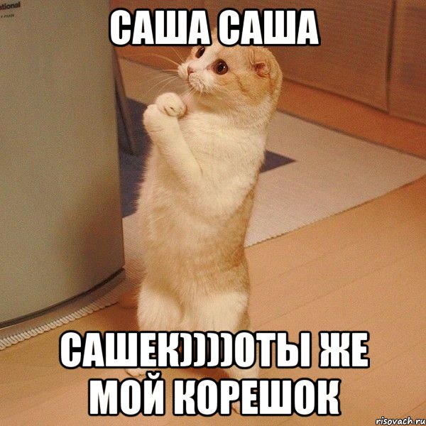 саша саша сашек))))0ты же мой корешок, Мем  котэ молится