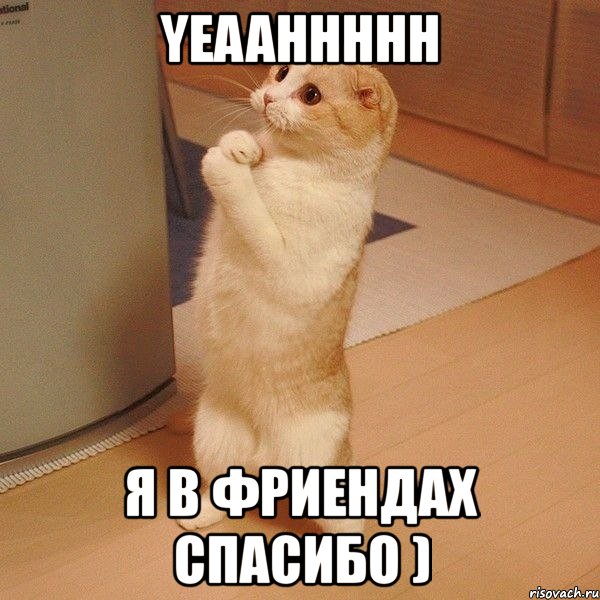 yeaahhhhh я в фриендах спасибо ), Мем  котэ молится