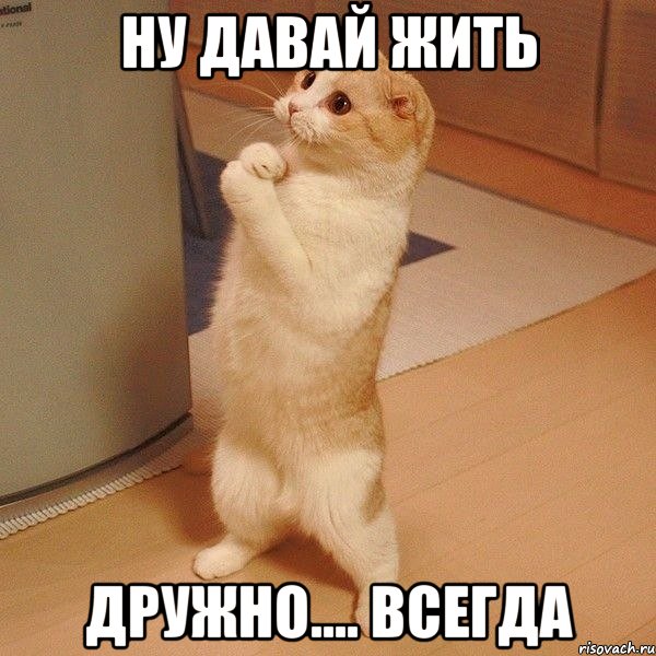 ну давай жить дружно.... всегда, Мем  котэ молится