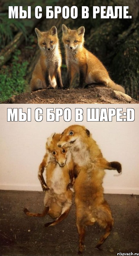 Мы с броо в реале. Мы с бро в шаре:D, Комикс Лисицы