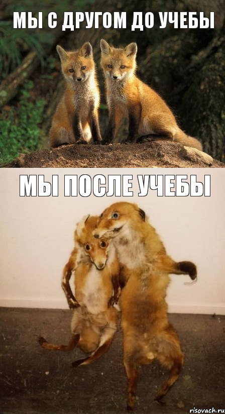 Мы с другом до учебы мы после учебы, Комикс Лисицы