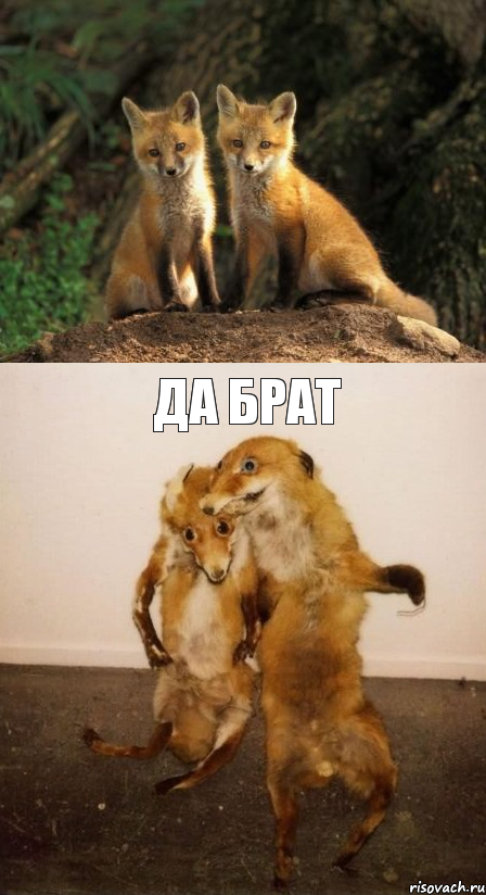  да брат, Комикс Лисицы