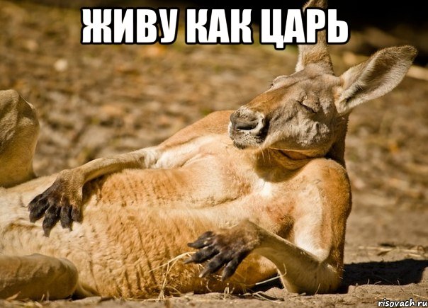 живу как царь , Мем МНЕ ПОХУЙ