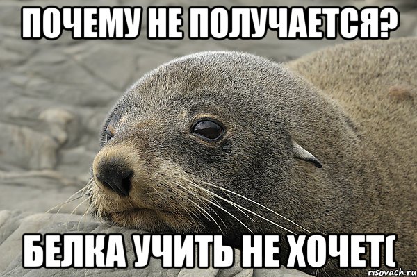 почему не получается? белка учить не хочет(, Мем морской котик