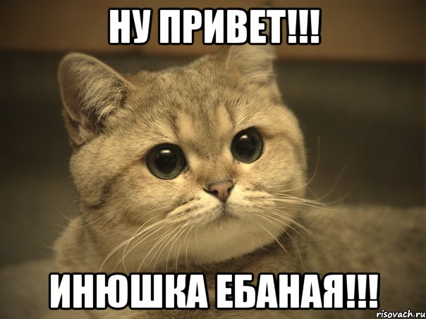 ну привет!!! инюшка ебаная!!!, Мем Пидрила ебаная котик