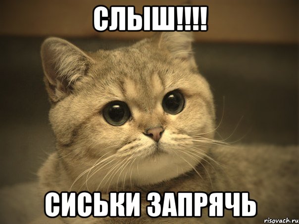 слыш!!! сиськи запрячь, Мем Пидрила ебаная котик