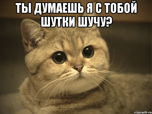 ты думаешь я с тобой шутки шучу? , Мем Пидрила ебаная котик