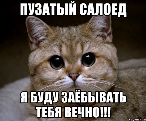пузатый салоед я буду заёбывать тебя вечно!!!, Мем Пидрила Ебаная