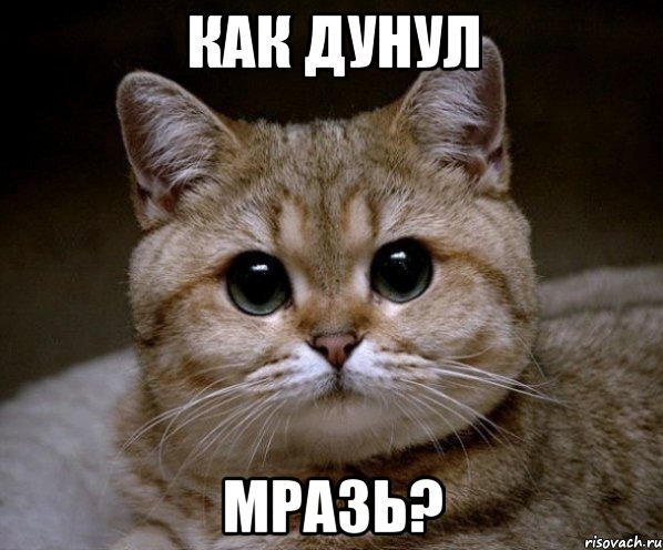 как дунул мразь?, Мем Пидрила Ебаная
