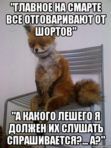 "главное на смарте все отговаривают от шортов" "а какого лешего я должен их слушать спрашивается?... а?", Мем Упоротая лиса