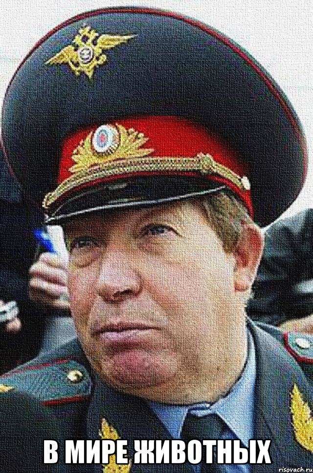  в мире животных, Мем в мире животных