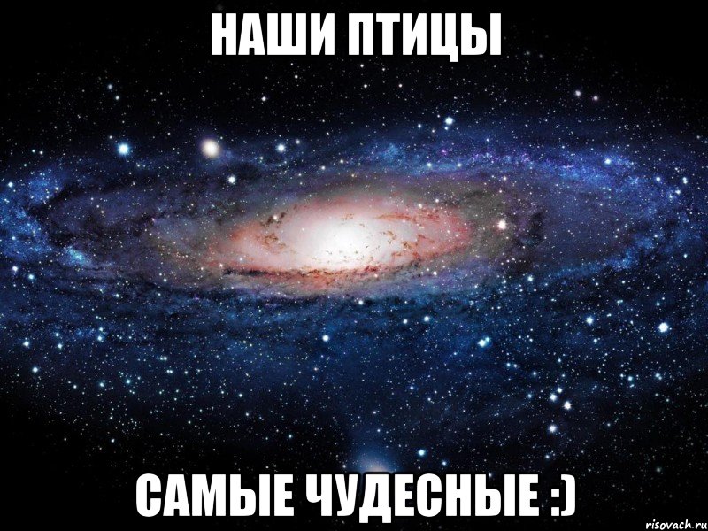 наши птицы самые чудесные :), Мем Вселенная