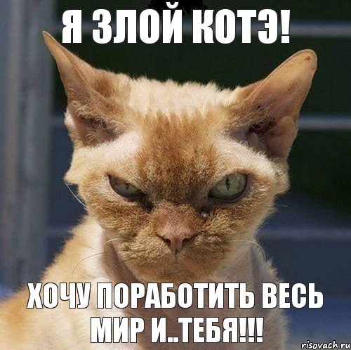 Я злой котэ! Хочу ПОРАБОТИТЬ весь мир и..ТЕБЯ!!!, Комикс  злой кот