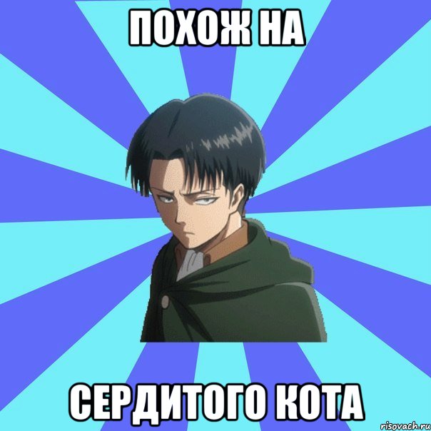 похож на сердитого кота