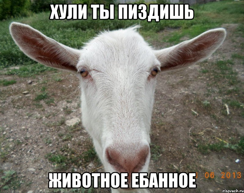 хули ты пиздишь животное ебанное, Мем 123123