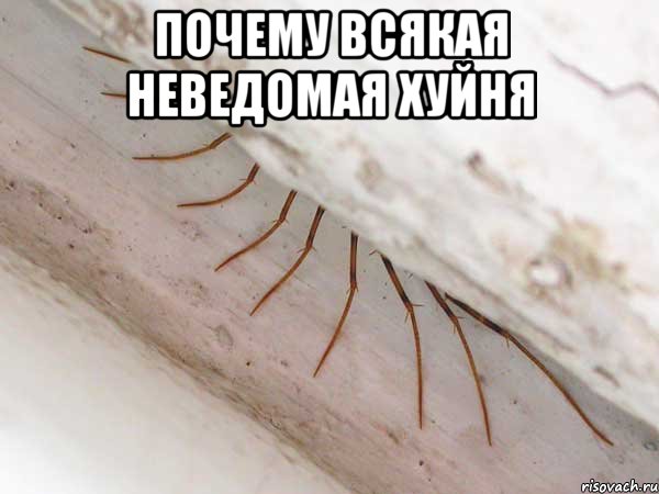 почему всякая неведомая хуйня , Мем 2