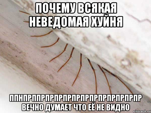 почему всякая неведомая хуйня ппнпрппрпрпрпрпрпрпрпрпрпрпрпр вечно думает что её не видно, Мем 2