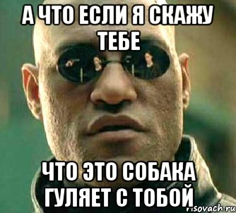 а что если я скажу тебе что это собака гуляет с тобой, Мем  а что если я скажу тебе