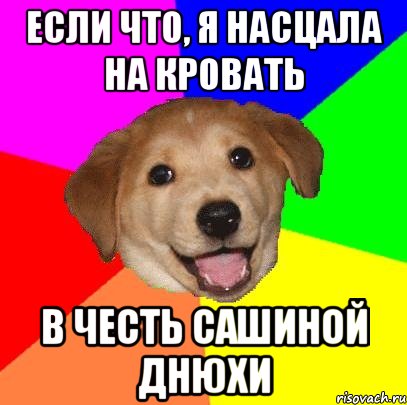 если что, я насцала на кровать в честь сашиной днюхи, Мем Advice Dog