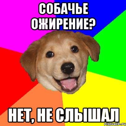 собачье ожирение? нет, не слышал, Мем Advice Dog