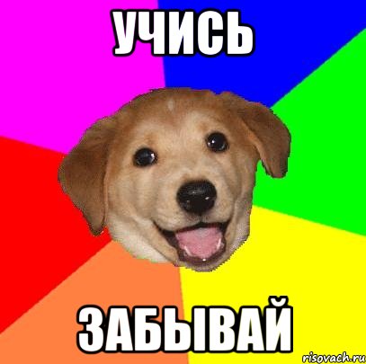 учись забывай, Мем Advice Dog