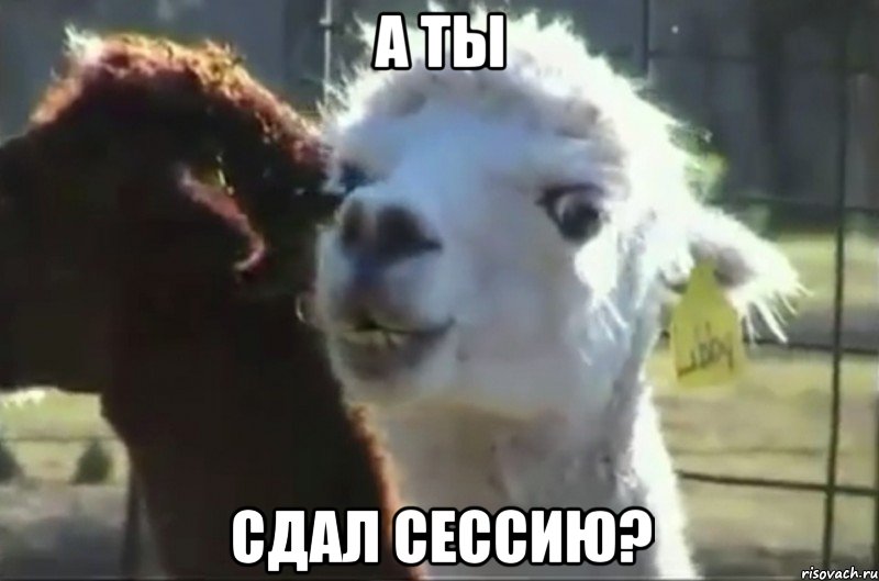 а ты сдал сессию?