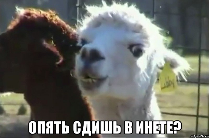  опять сдишь в инете?