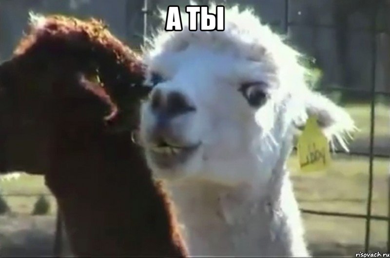а ты , Мем Альпака