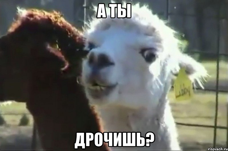 а ты дрочишь?